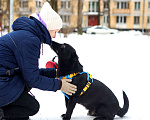 Собаки в Санкт-Петербурге: Коротколапый пес Хьюстон в добрые руки Мальчик, Бесплатно - фото 2