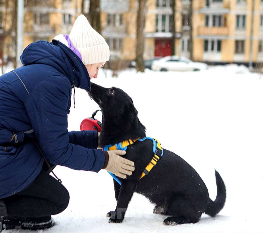Собаки в Санкт-Петербурге: Коротколапый пес Хьюстон в добрые руки Мальчик, Бесплатно - фото 2