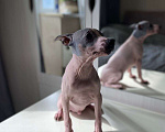 Собаки в Отрадном: Американский Голый терьер Девочка, 50 000 руб. - фото 1