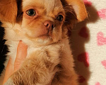 Собаки в Адыгейске: Щенок Чихуахуа Мальчик, 25 000 руб. - фото 1