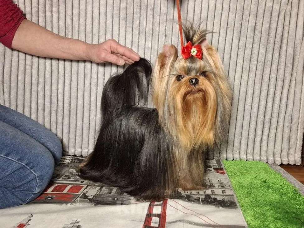 Собаки в Москве: Йорк девочка мини Девочка, 120 000 руб. - фото 4