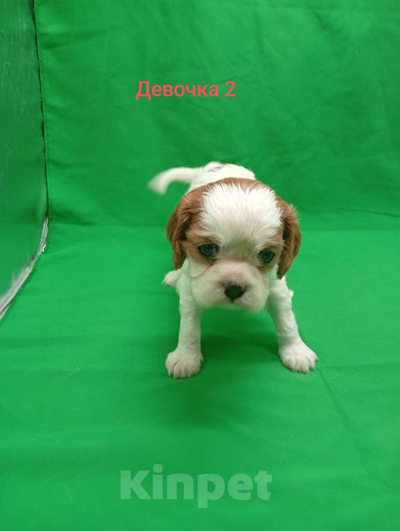 Собаки в Москве: Щенки кавалер Кинг Чарльз спаниель  Девочка, 65 000 руб. - фото 4