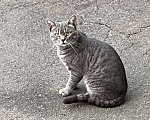 Кошки в Москве: Котята ищут дом Разнополые, Бесплатно - фото 4