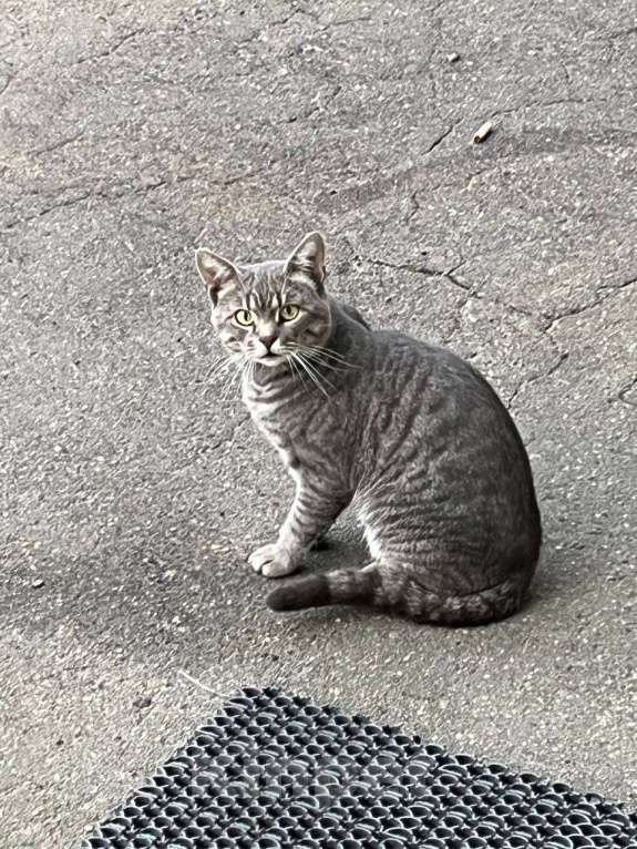 Кошки в Москве: Котята ищут дом Разнополые, Бесплатно - фото 4