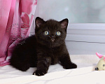 Кошки в Мурином: Британский котик черного окраса Мальчик, 38 000 руб. - фото 7