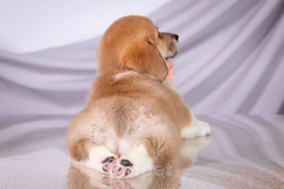 Собаки в Москве: Продам щенка вельш корги пемброк Девочка, 70 000 руб. - фото 9