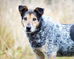 Собаки в Химках: Тино пес из приюта Мальчик, Бесплатно - фото 5