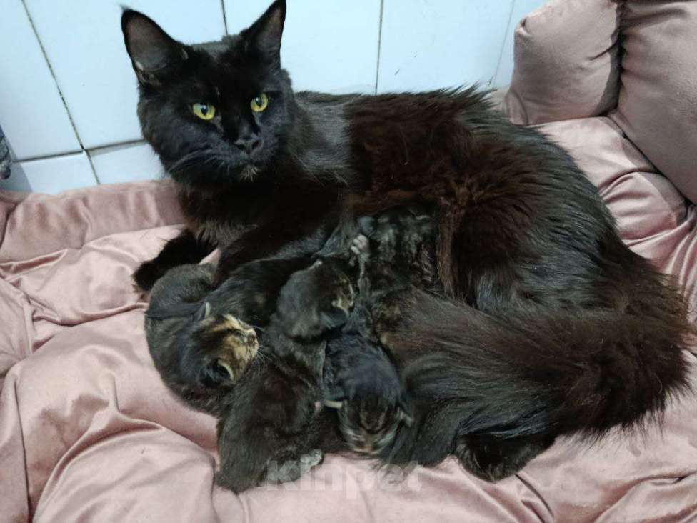 Кошки в Пролетарске: Бронь котят Мейн-Кунят  Мальчик, 12 000 руб. - фото 2