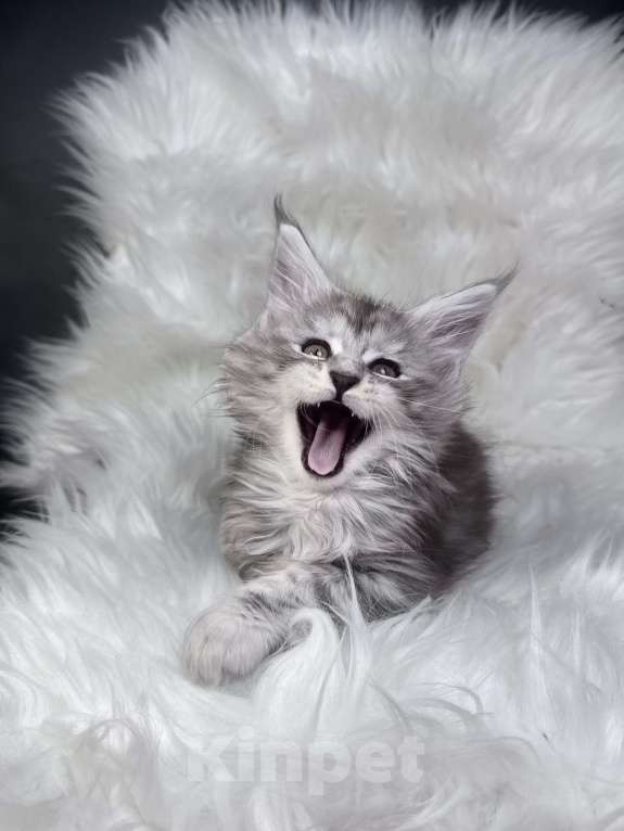 Кошки в Кудрово: Котенок мейн-кун Мальчик, 80 000 руб. - фото 5