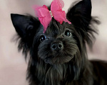 Собаки в Москве: Цветной йорк мини девочка Девочка, 45 000 руб. - фото 2