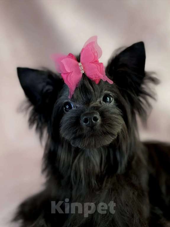 Собаки в Москве: Цветной йорк мини девочка Девочка, 45 000 руб. - фото 2