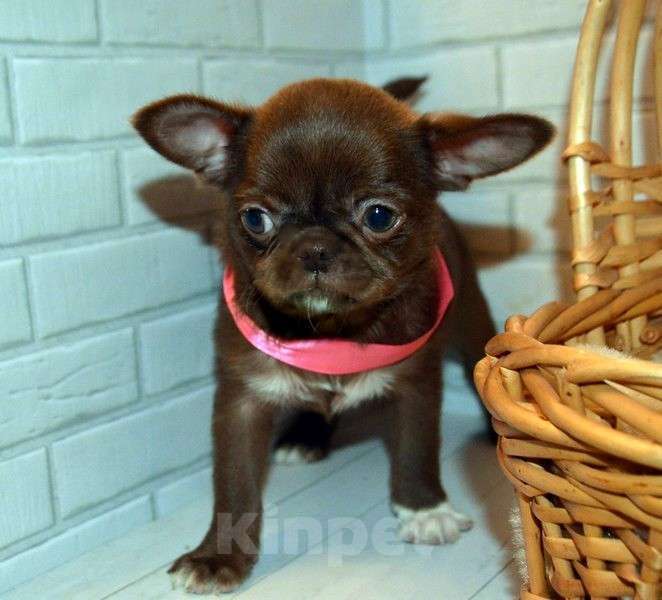 Собаки в Санкт-Петербурге: Шоколадная эксклюзивная девочка. Девочка, 60 000 руб. - фото 6