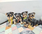 Собаки в Краснодаре: Щенки йоркшистого ьерьера Мальчик, 17 000 руб. - фото 1