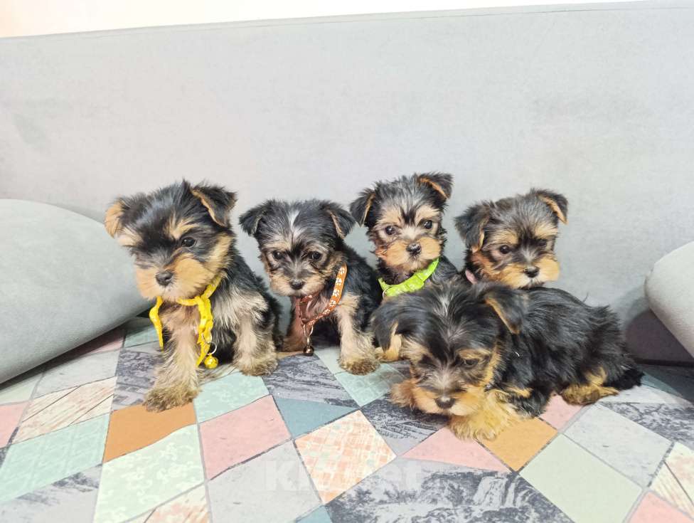 Собаки в Краснодаре: Щенки йоркшистого ьерьера Мальчик, 17 000 руб. - фото 1