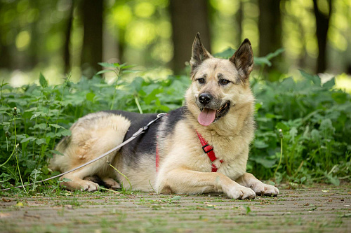 Пеппи ищет дом