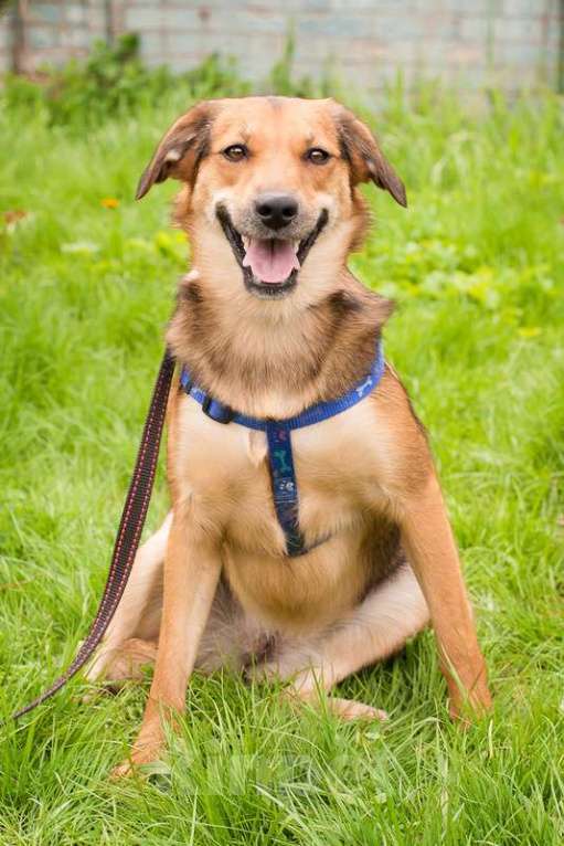 Собаки в Москве: Дафна ищет дом, и она уверена, что кому-что с ней очень повезет! Девочка, 1 руб. - фото 2