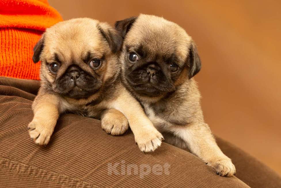 Собаки в других городах Московской области: Щенки Мопса Разнополые, 70 000 руб. - фото 1