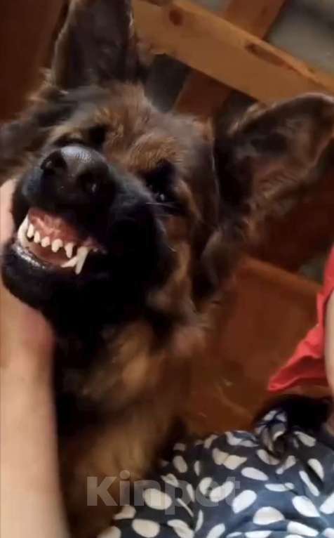 Собаки в Кировграде: Щенки немецкой овчарки длинношёрстные Девочка, 15 000 руб. - фото 5