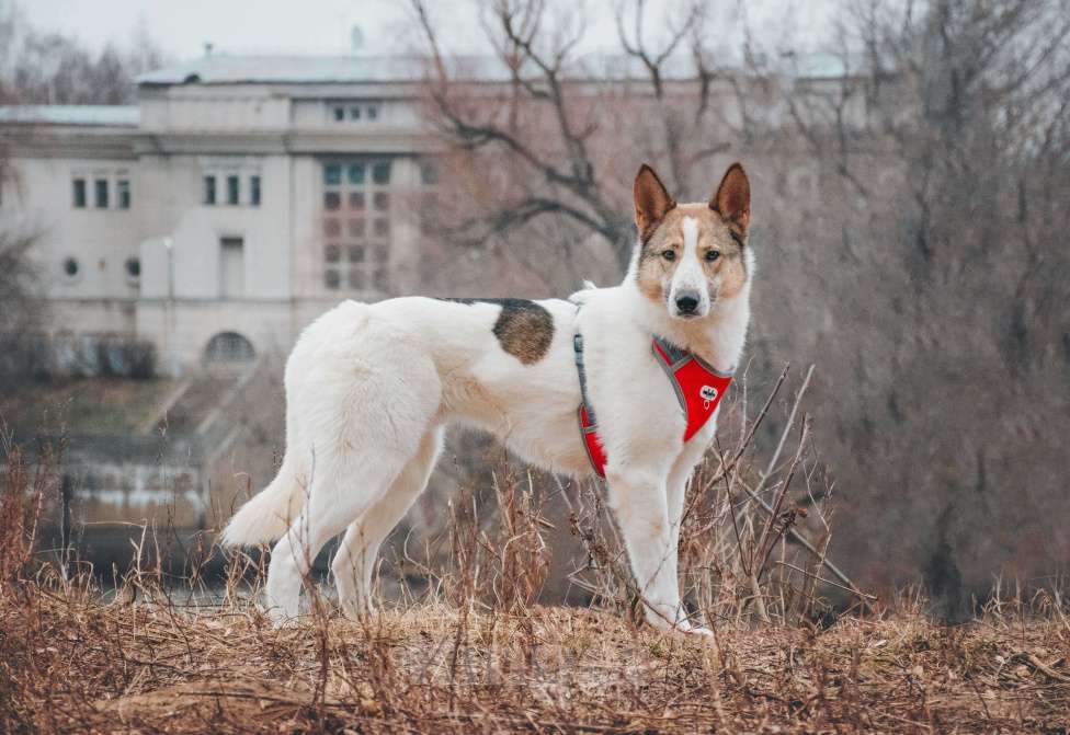 Собаки в Москве: Миндаль - для того, кто хочет помочь Мальчик, Бесплатно - фото 8