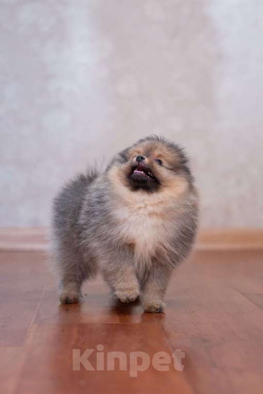 Собаки в Петропавловске-Камчатском: Померанский шпиц Мальчик, 150 000 руб. - фото 3