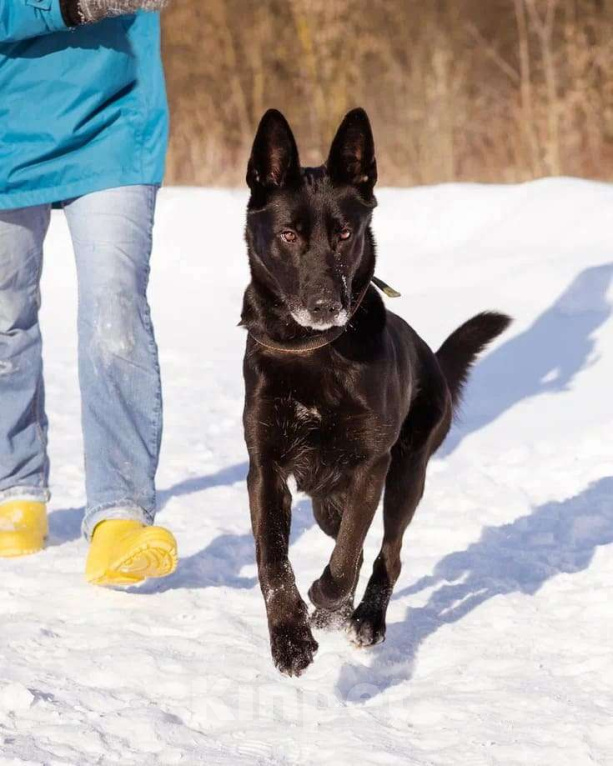 Собаки в Москве: Рада ищет свой дом Девочка, Бесплатно - фото 3