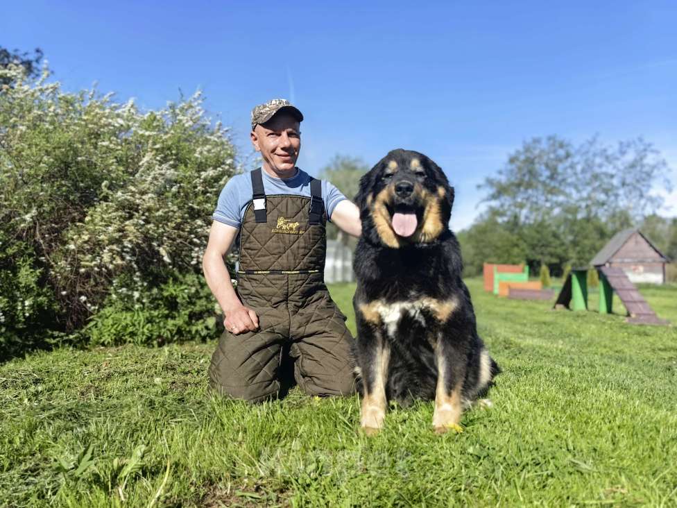 Собаки в Санкт-Петербурге: Щенки Банхара  Девочка, 75 000 руб. - фото 3