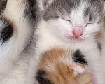 Кошки в Химках: Котенок в добрые руки Мальчик, Бесплатно - фото 3