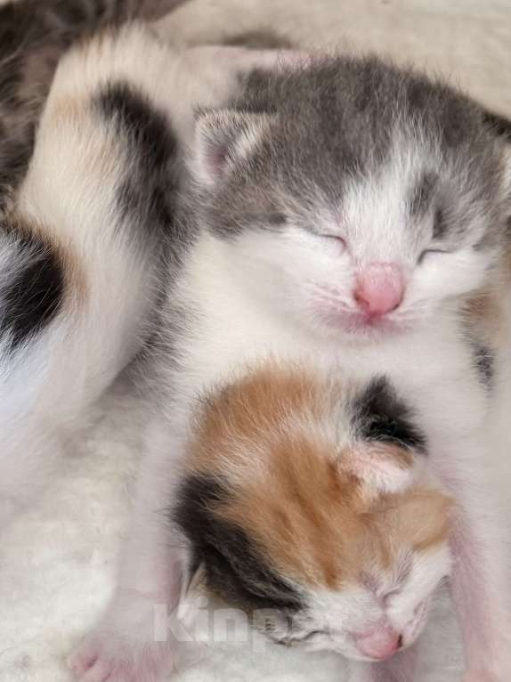 Кошки в Химках: Котенок в добрые руки Мальчик, Бесплатно - фото 3