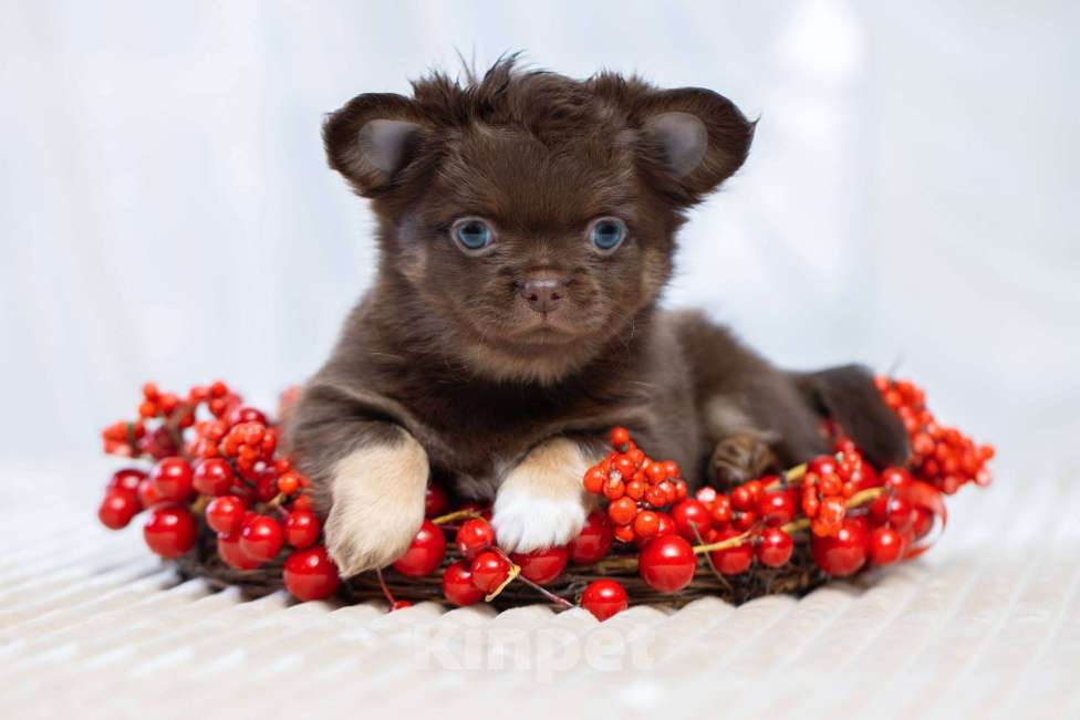 Собаки в Санкт-Петербурге: Красивые мальчики Чихуахуа Мальчик, 60 000 руб. - фото 2