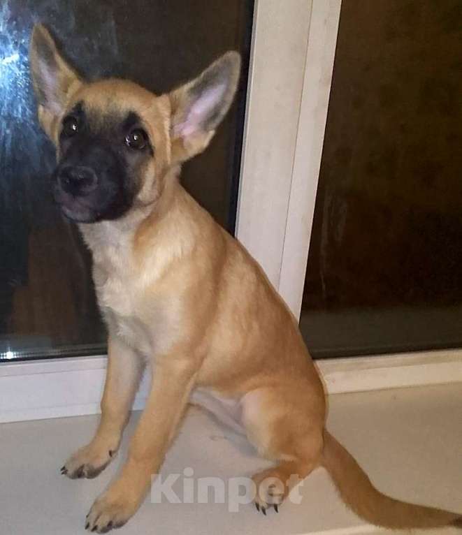 Собаки в Москве: Восточноевропейская овчарка щенок суки Девочка, 10 000 руб. - фото 1