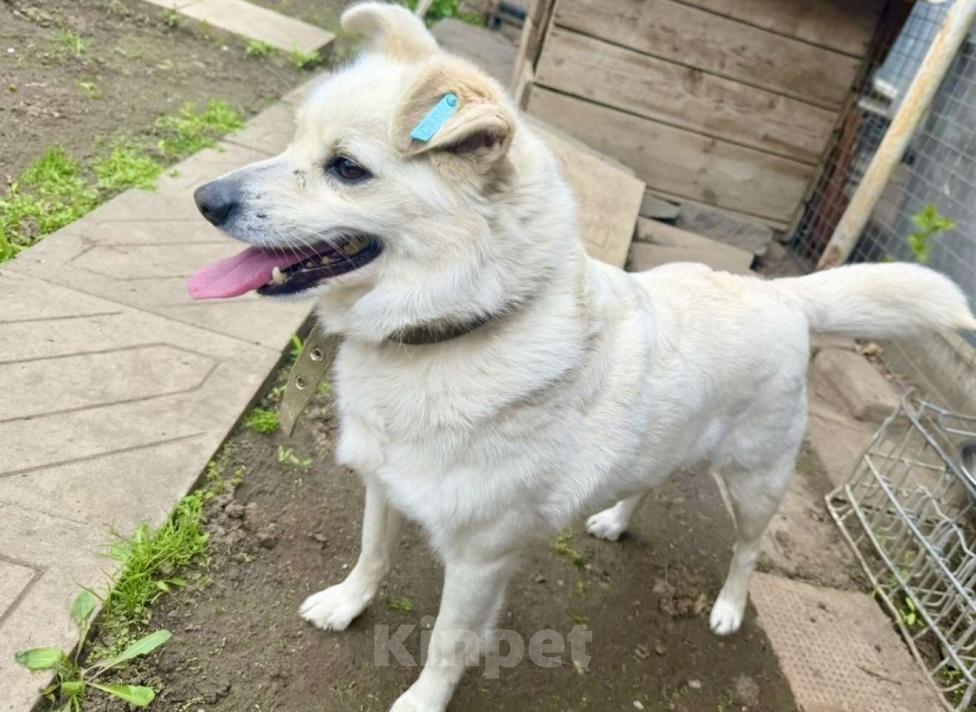 Собаки в Ростове-на-Дону: Бельчонок ищет дом и семью  Мальчик, Бесплатно - фото 7