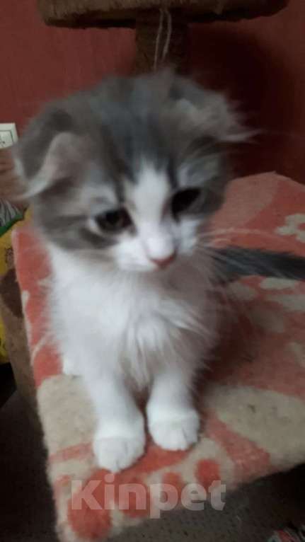 Кошки в Москве: Продаются вислоухая девочка шотландка Девочка, 4 000 руб. - фото 2