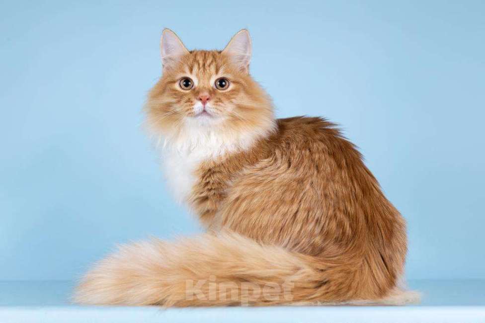 Кошки в Москве: Для рыжего лапочки по имени Пушкин ищем самые добрые руки.  Мальчик, Бесплатно - фото 4