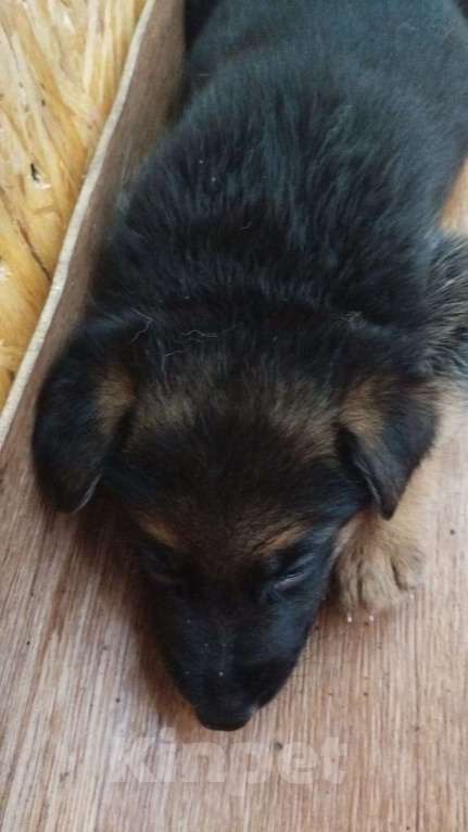 Собаки в Пензе: Щенки немецкой овчарки Девочка, 15 000 руб. - фото 3