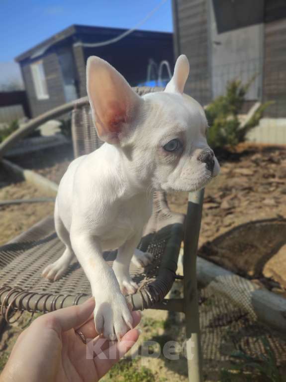 Собаки в Севастополе: Щенок французского бульдога Девочка, 45 000 руб. - фото 3