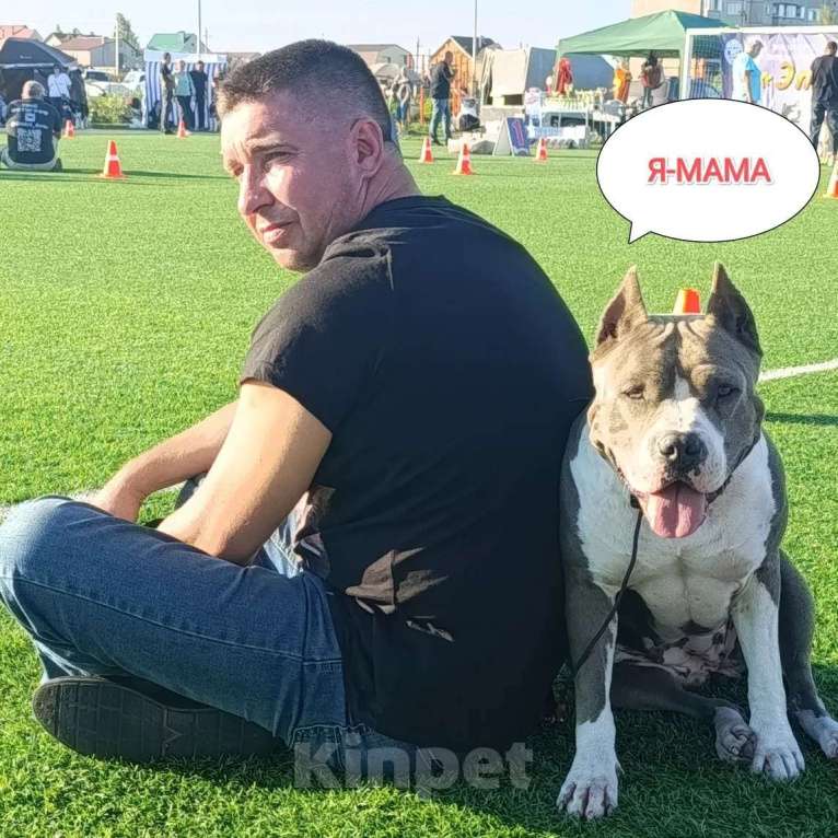 Собаки в Липецке: Щенки. Голубой амстафф.  Девочка, 80 000 руб. - фото 4