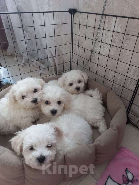 Собаки в Прокопьевске: Пушистые хвостики  Мальчик, 25 000 руб. - фото 7