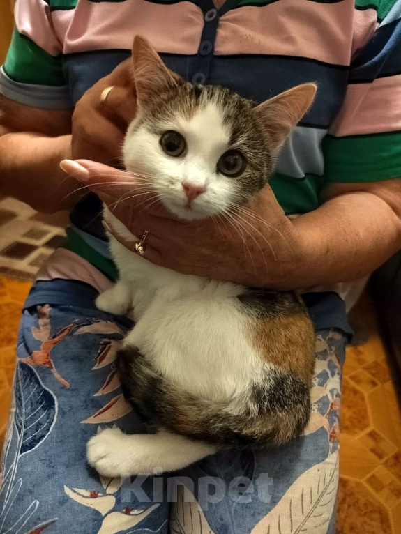 Кошки в Москве: Котенок девочка в добрые руки Девочка, Бесплатно - фото 3