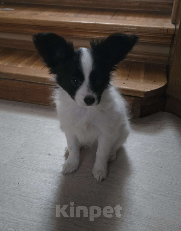 Собаки в других городах Московской области: Милый Щенок породы Папильон мальчик  Мальчик, Бесплатно - фото 1