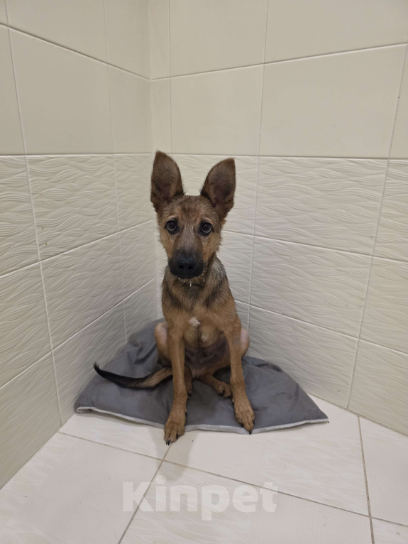 Собаки в других городах Московской области: Миша ищет дом Мальчик, Бесплатно - фото 1