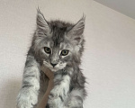 Кошки в Норильске: ** Котята Мейн Кун из питомника «Royal Lynx Legacy» *   ** Девочка, 35 000 руб. - фото 1