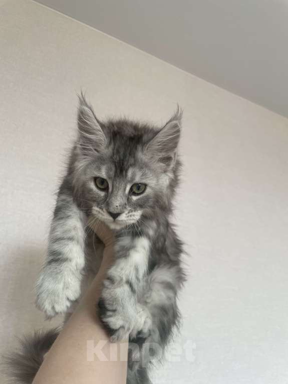 Кошки в Норильске: ** Котята Мейн Кун из питомника «Royal Lynx Legacy» *   ** Девочка, 35 000 руб. - фото 1