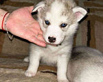 Собаки в Твери: Продаются щенки чистокровной Сибирской хаски  Девочка, 10 000 руб. - фото 3