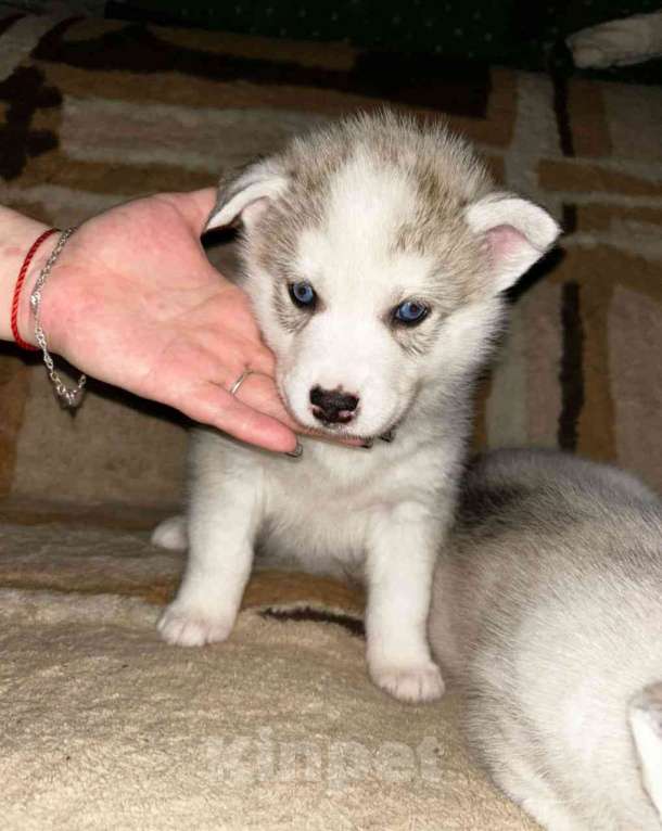 Собаки в Твери: Продаются щенки чистокровной Сибирской хаски  Девочка, 10 000 руб. - фото 3