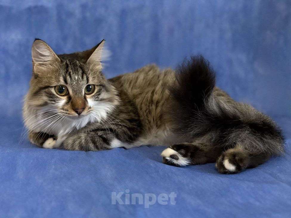 Кошки в Москве: котенок Кемер ищет дом Мальчик, Бесплатно - фото 7