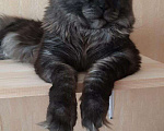 Кошки в Новохоперске: Котёнок мейн-кун, 7 000 руб. - фото 3