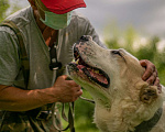 Собаки в Видном: Сафир ждет семью Мальчик, Бесплатно - фото 5
