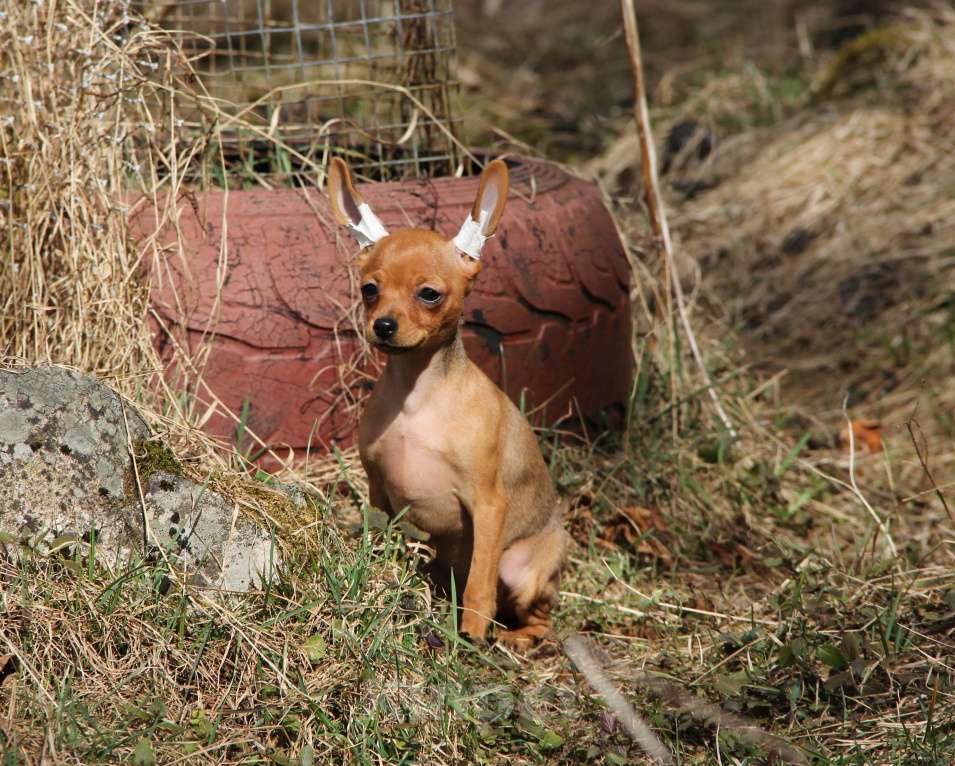 Собаки в Выборге: Щенок русского тоя г\ш девочка Девочка, 60 000 руб. - фото 1