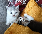 Кошки в Прокопьевске: Продам шотландских породистых котят Разнополые, 10 000 руб. - фото 3