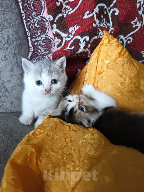 Кошки в Прокопьевске: Продам шотландских породистых котят Разнополые, 10 000 руб. - фото 3